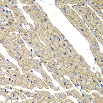 SGCD Antibody