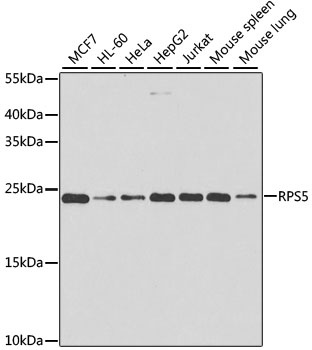 RPS5 Antibody