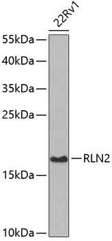 RLN2 Antibody