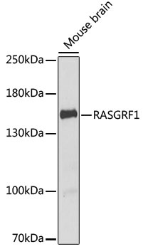 RASGRF1 Antibody