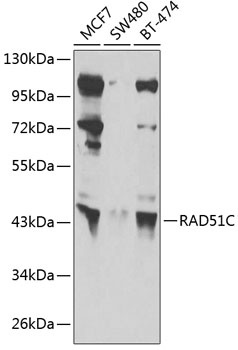 RAD51C Antibody