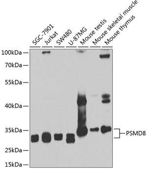 PSMD8 Antibody