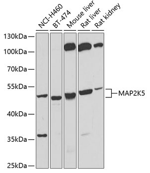 MAP2K5 Antibody