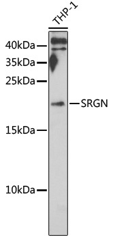 SRGN Antibody