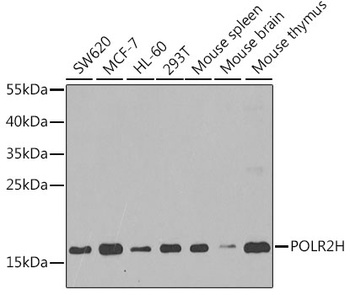 POLR2H Antibody