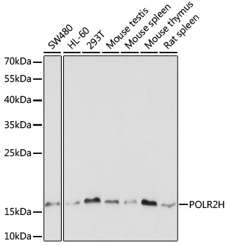 POLR2H Antibody
