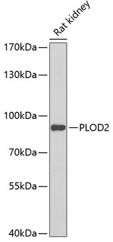 PLOD2 Antibody