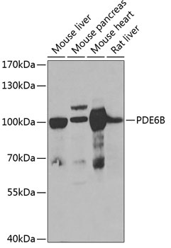 PDE6B Antibody