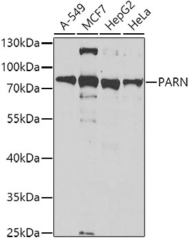 PARN Antibody