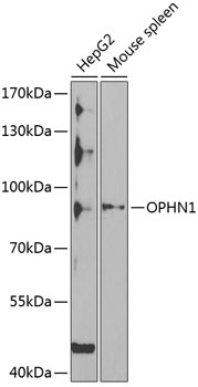 OPHN1 Antibody