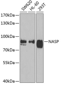 NASP Antibody
