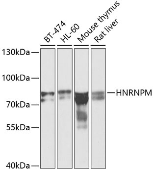 HNRNPM Antibody