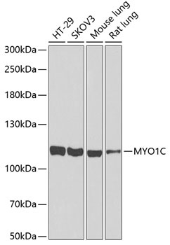 MYO1C Antibody