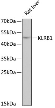 KLRB1 Antibody