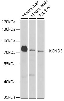 KCND3 Antibody