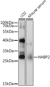 HABP2 Antibody