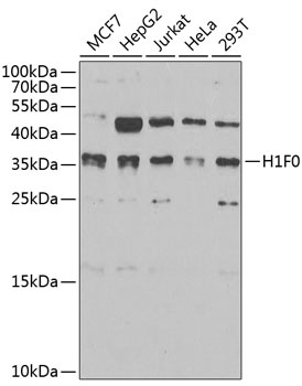 H1F0 Antibody