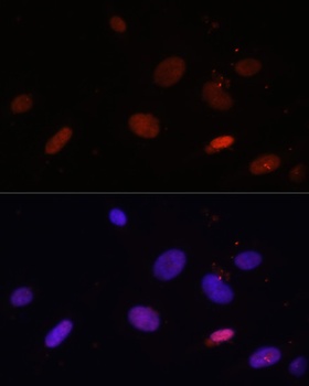 H1F0 Antibody