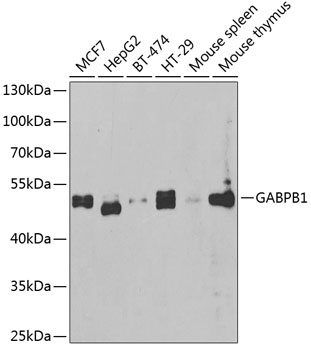 GABPB1 Antibody