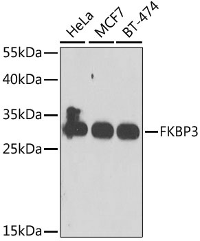 FKBP3 Antibody