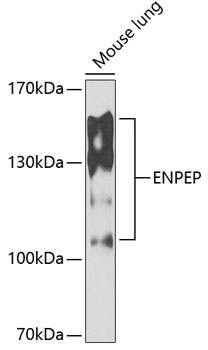 ENPEP Antibody