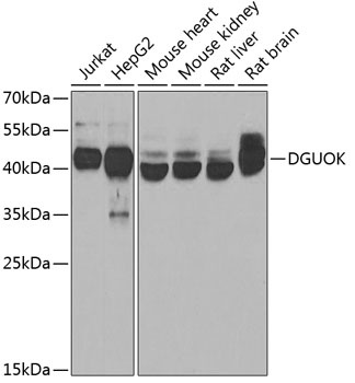 DGUOK Antibody