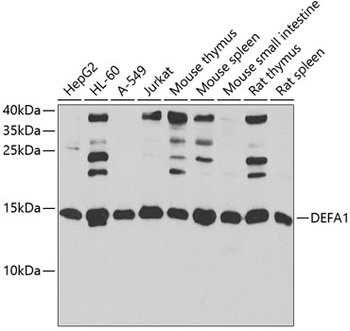 DEFA1 Antibody