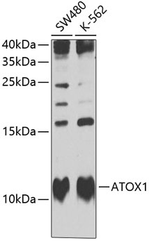 ATOX1 Antibody