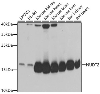 NUDT2 Antibody