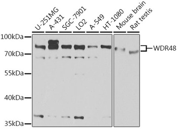 WDR48 Antibody