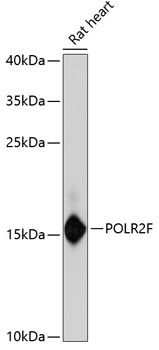 POLR2F Antibody