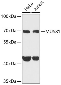 MUS81 Antibody