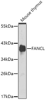 FANCL Antibody