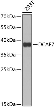 DCAF7 Antibody