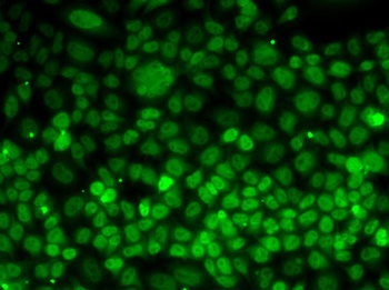 UFD1L Antibody