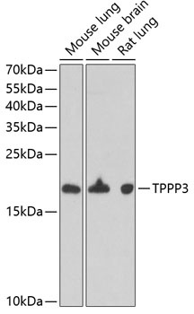 TPPP3 Antibody