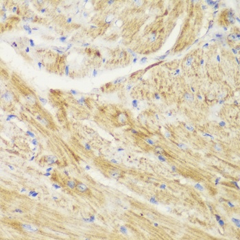 TOM20 Antibody