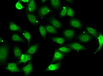 TEAD1 Antibody