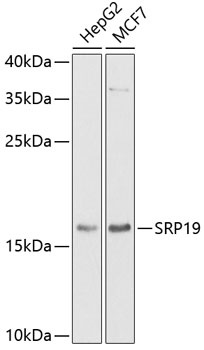 SRP19 Antibody