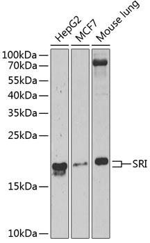 SRI Antibody