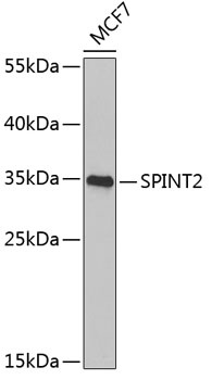 SPINT2 Antibody