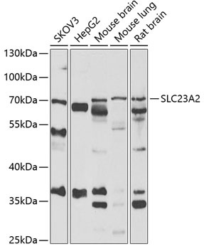 SLC23A2 Antibody