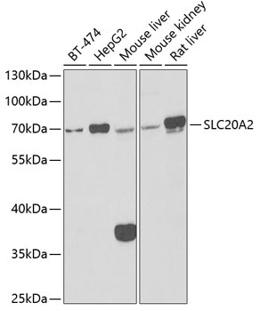 SLC20A2 Antibody