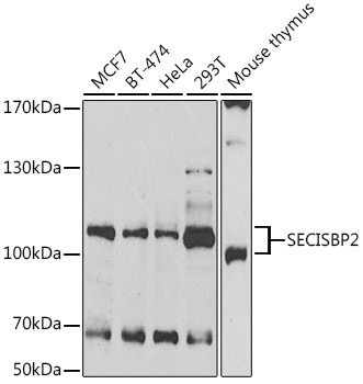 SECISBP2 Antibody
