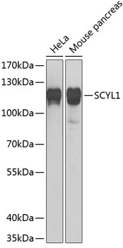 SCYL1 Antibody