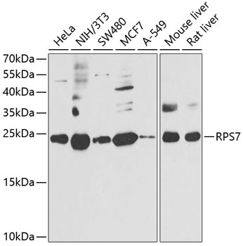 RPS7 Antibody