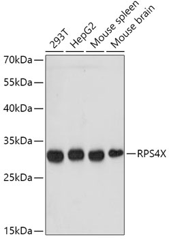 RPS4X Antibody