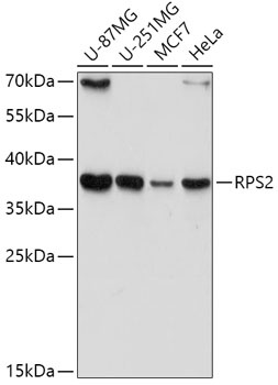 RPS2 Antibody