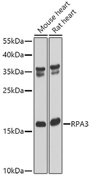 RPA3 Antibody