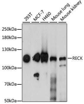 RECK Antibody